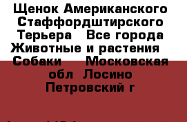 Щенок Американского Стаффордштирского Терьера - Все города Животные и растения » Собаки   . Московская обл.,Лосино-Петровский г.